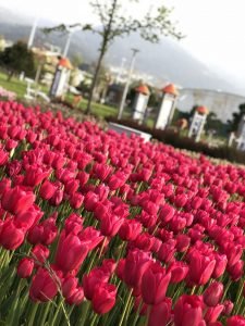 Mihraplı Park, Nilüfer, Bursa