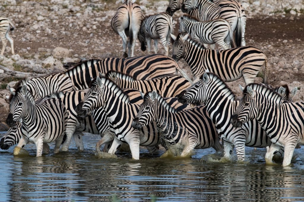 Ngorongoro Krateri Doğal Koruma Parkı, Tanzanya, Safari, Zebralar