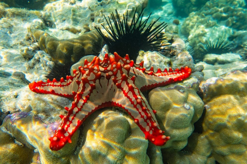 Zanzibar, Tanzanya