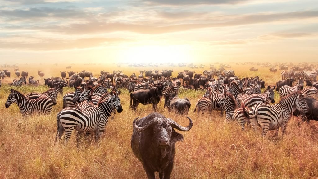 Tanzanya, Afrika | Bufalo Sürüsü