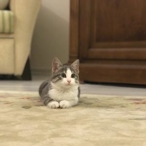 Lokum | Kedi | Tekir