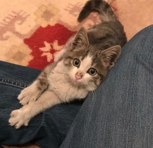 Lokum | Kedi | Tekir