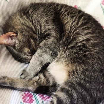Kedi | Betoş Savaş | Patili Bir Hayat