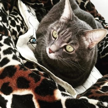 Kedi | Betoş Savaş | Patili Bir Hayat