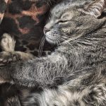 Kedi | Betoş Savaş | Patili Bir Hayat