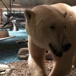 Yazı: Svalbard | Yazan: Melih Daşgın