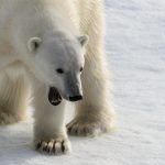 Yazı: Svalbard | Yazan: Melih Daşgın