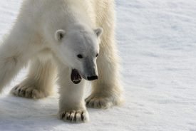Yazı: Svalbard | Yazan: Melih Daşgın