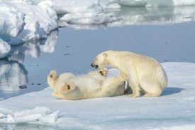 Yazı: Svalbard | Yazan: Melih Daşgın