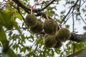 Yazı: Meyvelerin Kötü Kokulu Kralı: Durian | Yazan: Pelin Erem