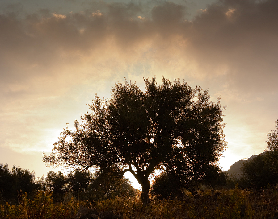 Öykü: Zeytin Ağacı | Yazan: Elif Bilici