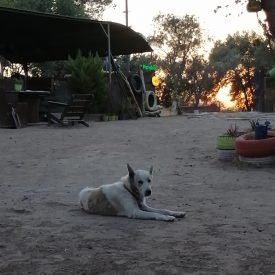 Yazı: Bu Kampta Mucize Var