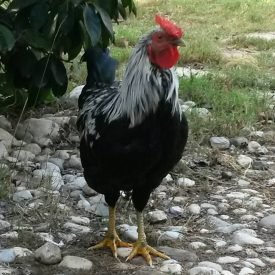 Yazı: Kayaköy | Hayalet Şehir