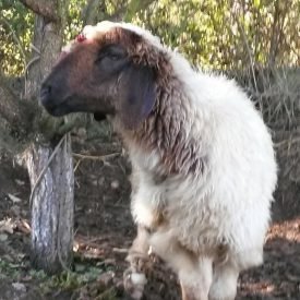 Yazı: Kayaköy | Hayalet Şehir