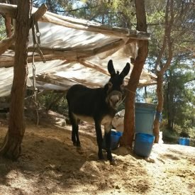 Yazı: Kayaköy | Hayalet Şehir