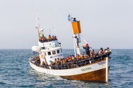 Yazı: Husavik | İzlanda’da Balina Gözlemi | Yazan: Pelin Öncüoğlu Işık
