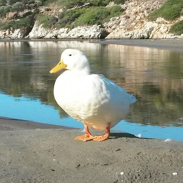 Özlen Çayı'nda ördekler