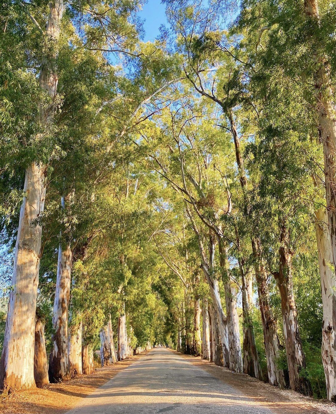 AşıklarYolu - Akyaka