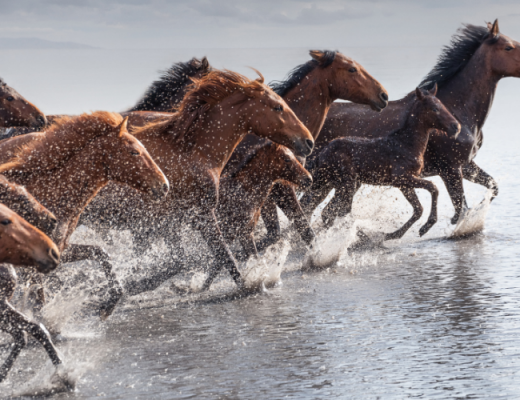 Öykü: Yılkı Atları | Yazan: Josef Kılçıksız