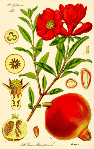 Botanik bilgi