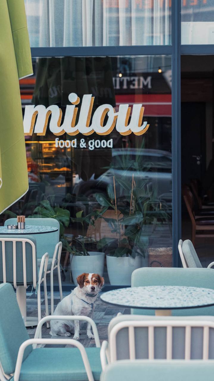 Öykü: Milou | Yazan: Burak Süalp